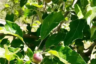 6132 Chowchilla Mountain, Mariposa, CA 95338 - Photo 53