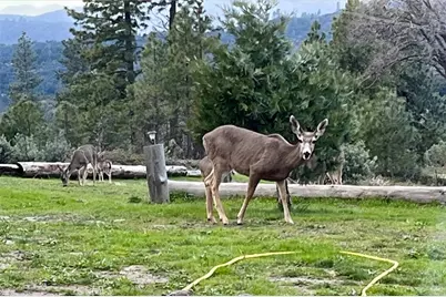 6132 Chowchilla Mountain, Mariposa, CA 95338 - Photo 49