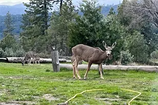 6132 Chowchilla Mountain, Mariposa, CA 95338 - Photo 49