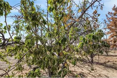 49750 Three Points Road, Lancaster, CA 93536 - Photo 41