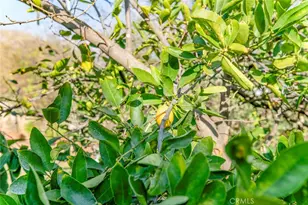 11020 Scoville Ave, Sunland, CA 91040 - Photo 29