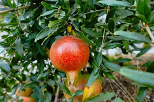 10147 Janetta, Sunland, CA 91040 - Photo 73