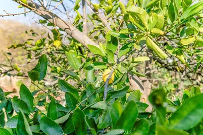 11020 Scoville Avenue, Sunland, CA 91040 - Photo 29