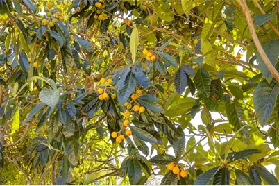 650 Sierra Meadows, Sierra Madre, CA 91024 - Photo 43