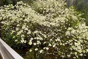 841 Cottage Grove Rd, Lake Arrowhead, CA 92352 - Photo 29