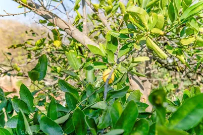 11020 Scoville Avenue, Sunland, CA 91040 - Photo 29