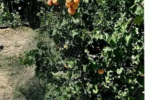 10419 Cimmeron Trail Dr, Adelanto, CA 92301 - Photo 27