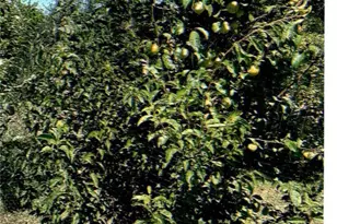 10419 Cimmeron Trail Dr, Adelanto, CA 92301 - Photo 31