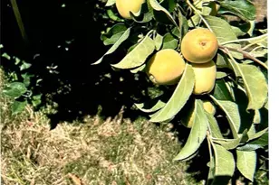 10419 Cimmeron Trail Dr, Adelanto, CA 92301 - Photo 29