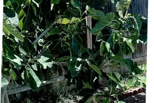 10419 Cimmeron Trail Dr, Adelanto, CA 92301 - Photo 33