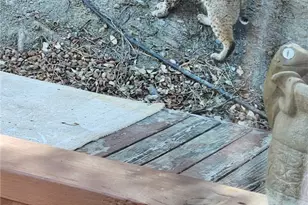 5180 Lone Pine Canyon, Wrightwood, CA 92397 - Photo 45