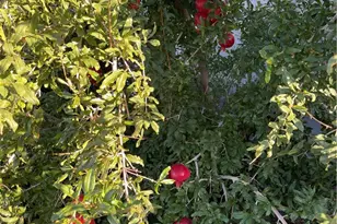 313 Broadway, Barstow, CA 92311 - Photo 25