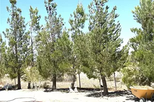 11120 Colt Ave, Lucerne Valley, CA 92356 - Photo 39