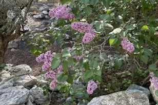 41560 Alder Dr, Forest Falls, CA 92339 - Photo 53