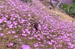 46404 Kings Canyon Rd, Lancaster, CA 93536 - Photo 37