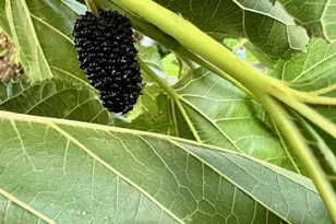 1455 Cresta, Corona, CA 92879 - Photo 31