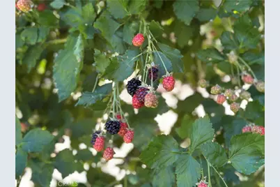 489 Dorn, Crestline, CA 92325 - Photo 45