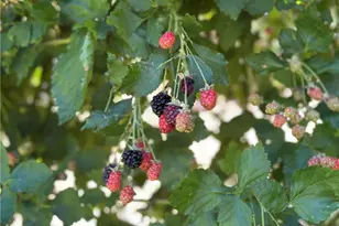 489 Dorn, Crestline, CA 92325 - Photo 45