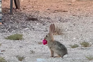 74707 Sunset, 29 Palms MCB, CA 92277 - Photo 35