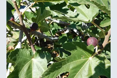 853 Santa Teresa Way, Hemet, CA 92545 - Photo 61