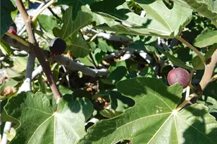 853 Santa Teresa Way, Hemet, CA 92545 - Photo 61