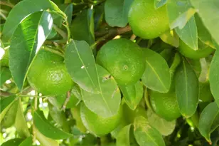 853 Santa Teresa Way, Hemet, CA 92545 - Photo 57