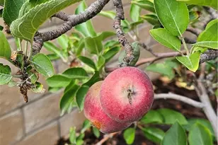 1230 San Pablo, Redlands, CA 92373 - Photo 39