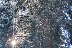 31345 Cedarwood Dr, Running Springs, CA 92382 - Photo 5