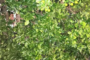 8345 Kester, Panorama City, CA 91402 - Photo 49