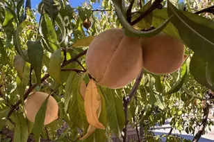 913 S Grand Ave, San Jacinto, CA 92582 - Photo 3