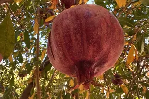 913 S Grand Ave, San Jacinto, CA 92582 - Photo 5