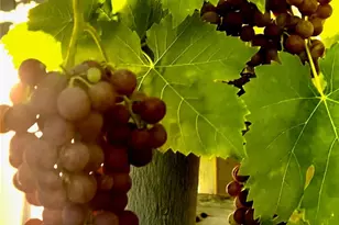 879 Derby, Corona, CA 92882 - Photo 45