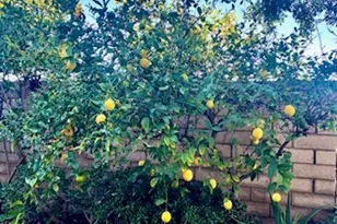 879 Derby, Corona, CA 92882 - Photo 49