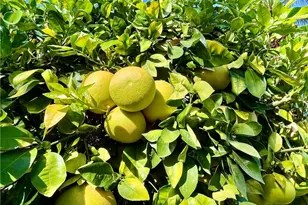 40990 Paxton Dr, Rancho Mirage, CA 92270 - Photo 47