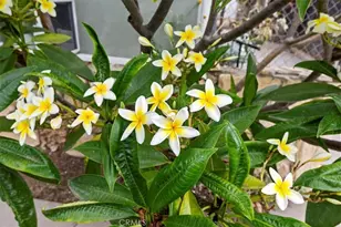 887 Kingman Dr, Norco, CA 92860 - Photo 11