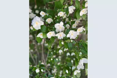 29729 Katharine, Cedar Glen, CA 92321 - Photo 45