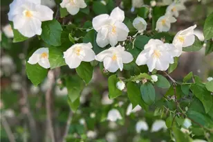 29729 Katharine, Cedar Glen, CA 92321 - Photo 45