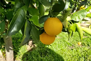 1192 Cherry Ln, Calimesa, CA 92320 - Photo 27