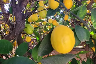 1192 Cherry Ln, Calimesa, CA 92320 - Photo 25