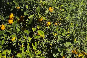 2022 Mirage Way, Corona, CA 92882 - Photo 45