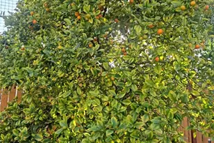 4132 Crooked Stick, Corona, CA 92883 - Photo 21