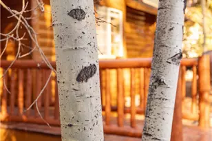 43300 Deer Canyon, Big Bear Lake, CA 92315 - Photo 17