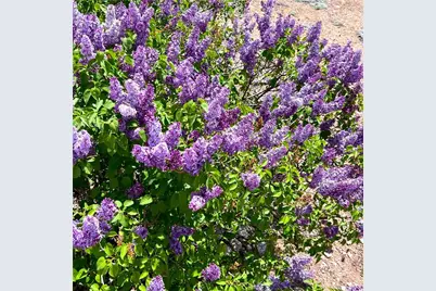 1019 Fawnskin, Fawnskin, CA 92333 - Photo 39