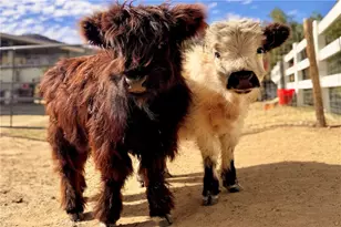 22053 Highland St, Wildomar, CA 92595 - Photo 7