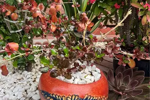 320 W Walnut Street, Ontario, CA 91762 - Photo 47