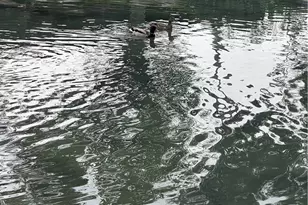 320 W Walnut Street, Ontario, CA 91762 - Photo 39