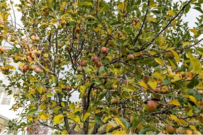 39287 Pine Street, Yucaipa, CA 92399 - Photo 45