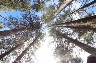 615 Ash, Green Valley Lake, CA 92341 - Photo 43