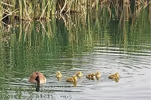 48208 Tanglewood Ct, Aguanga, CA 92536 - Photo 75