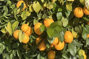 43840 Citrus View, Hemet, CA 92544 - Photo 53